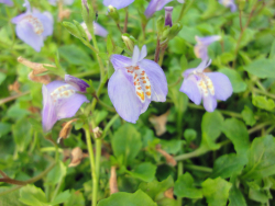 Lippenmäulchen - Mazus reptans